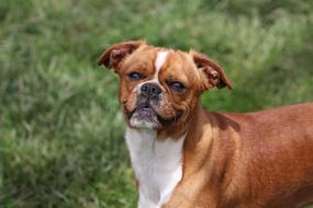 Canine Dog green grass