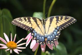 Close-up of the beautiful and colorful, patterned butterfly, on the beautiful and colorful flowers