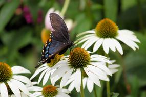 black butterfly on a white daisy on a blurred background