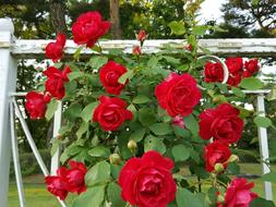 Tendrils Rose Red