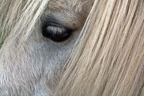 Horse Eye face