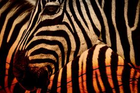 Zebra Africa poster