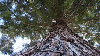 Vertical Perspective Pine Tree