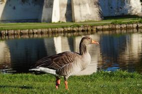 Wild Bird Goose