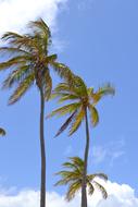 Cuba Caribbean Palm Trees