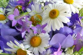 Flowers Summer White