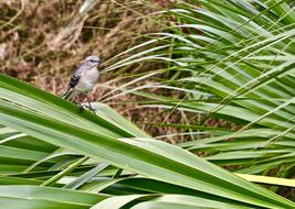 small grey Bird on palm leaf