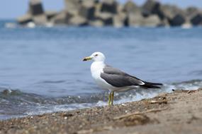 cute charming bird Sea Beach