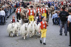 The Cattle Market Goat Appenzell