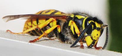 Bee Wasp Insect macro photo