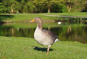 Bird Goose Wild green grass