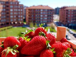 Strawberries Summer