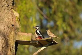 Woodpecker Great Spotted tree