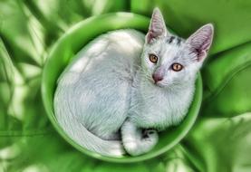 Cute kitty in a green puddle
