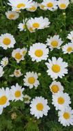 Chrysanthemum Kogiku White Flowers