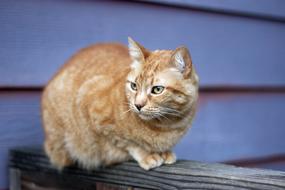 domestic ginger cat on the background of a wooden fence