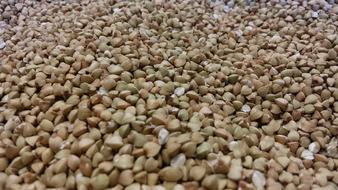 Wheat Saracen