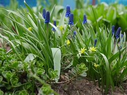 Spring Awakening The First Flowers