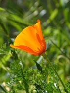 California Poppy Orange Flower