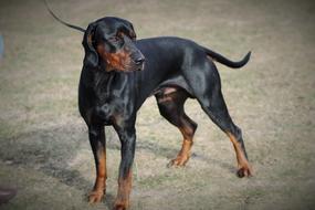 photo of a purebred black dog