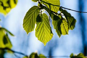 Leaf Backlighting Summer