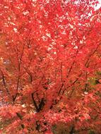 Maple Red Leaf Fall