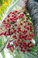 Red Fruits Beautiful