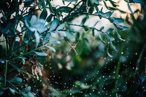 Close-up of the spider on the spider web, among the green leaves