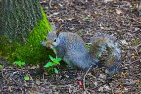 Gray Squirrel and tree