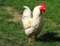Chicken Hahn Animal World