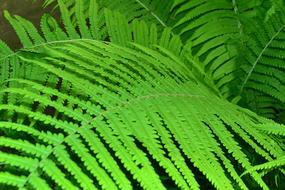 fern leaves in the garden