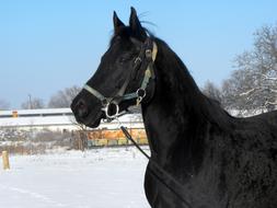 Beautiful and cute, black horse, on the snowy fields, near the trees