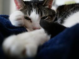 Cat Relaxed Sleep close-up
