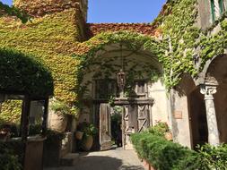 fabulous Climbing Ivy Architecture