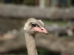 ostriches face up close