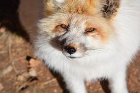 White Fox Outdoors Red