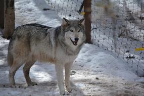 Wolf Outside Snow Gray