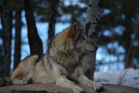 Wolf Outside White