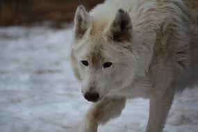Wolf White Face
