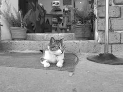 monochrome photo of a cat lying on the rug in front of the entrance