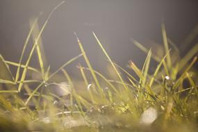 macro photo of wet grass in the sun