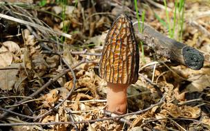 elongated mushroom in the forest