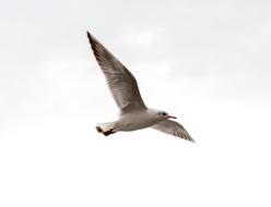 Beautiful, brown and white flying bird at cloudy sky background