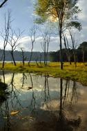 Water Tree Mood