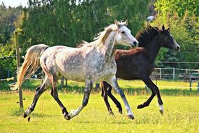 Beautiful and colorful horses, on the yellow and green pasture, among the trees