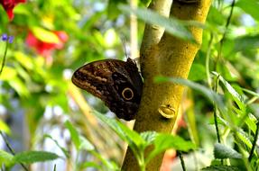 tropical butterfly is sitting on a tree