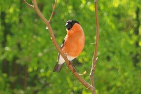 Gimpel Pyrrhula Blood red