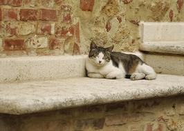 cat rests on marble bench, Italy, Tuscany