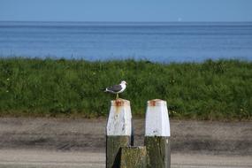 water Seagull Port Bird