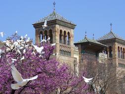 Doves Flight